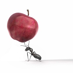 مورچه های موفق 